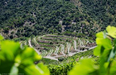 vinyes del Priorat