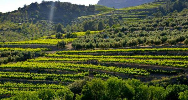 enoturismo cataluña priorat