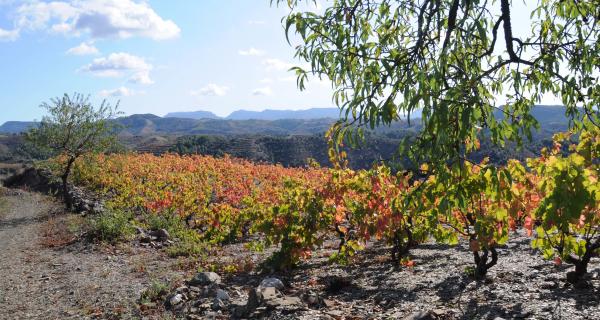 Escapa't al Priorat