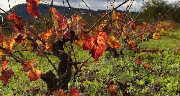 Imperdibles de tardor a l'hotel hostal sport de Falset, Priorat