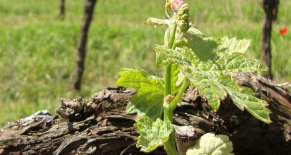 Tast DO Costers del Segre hotel rural priorat