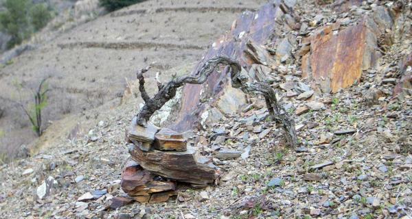 Hotel Hostal Sport - tast de vins DOQ Priorat