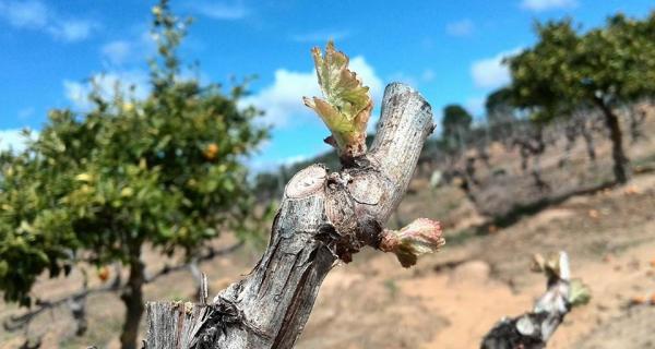 Wine and ham tasting in Priorat region