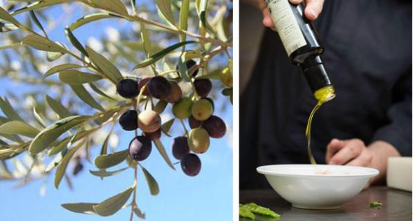 Olive oil tasting Priorat