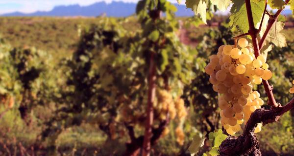 Tast Recaredo al Priorat