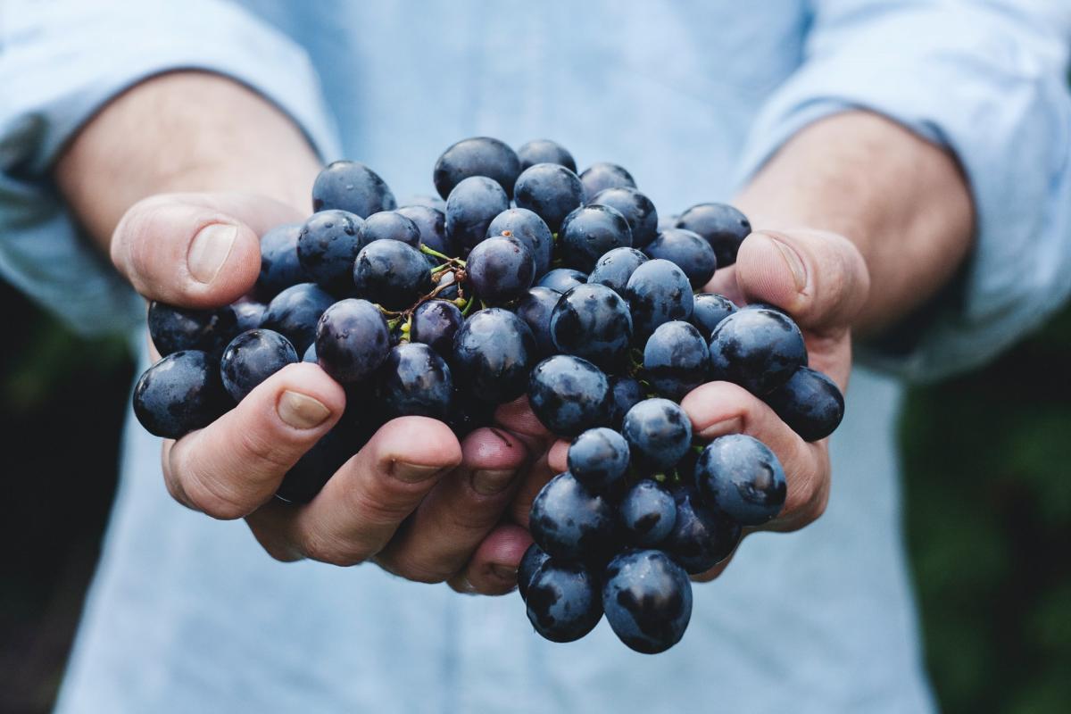 verema priorat visita celler masroig