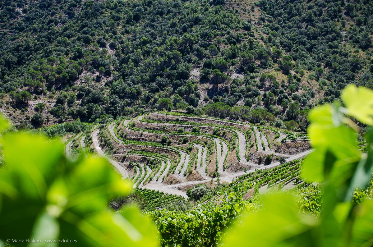 Wine tourism between vineyards of Priorat