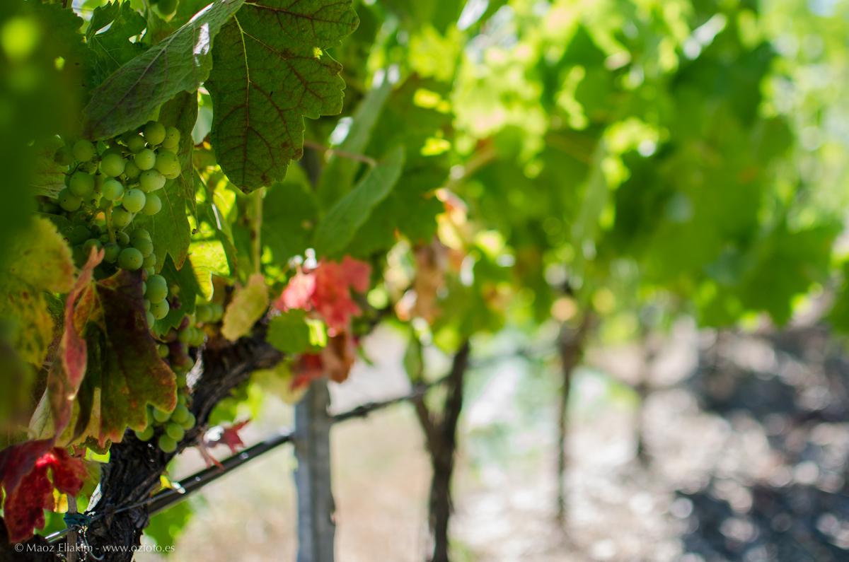 Wine tourism between vineyards of Priorat