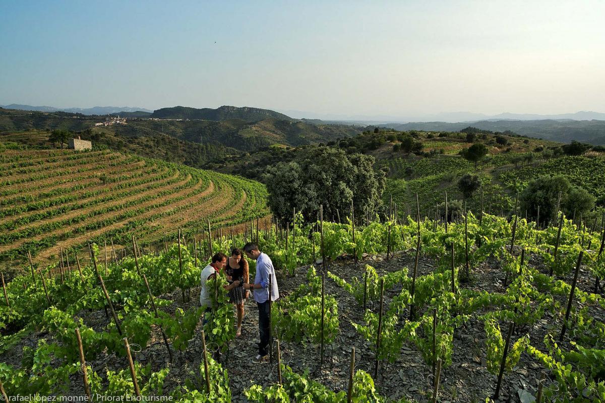 vinyes del Priorat