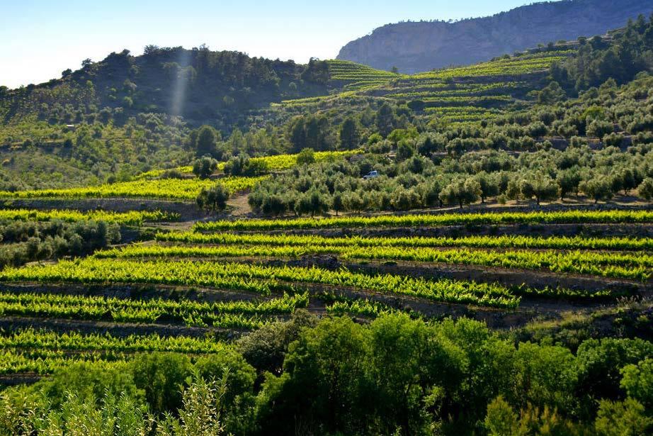 enoturismo cataluña priorat