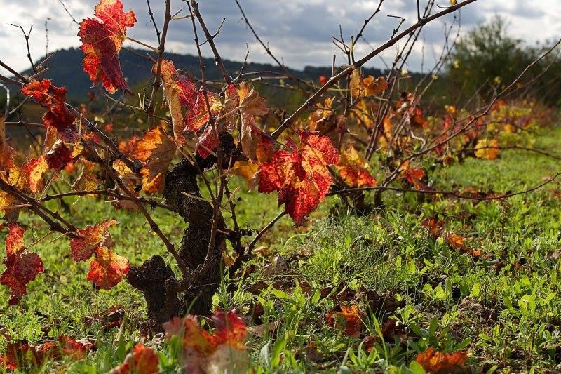 Imperdibles de tardor a l'hotel hostal sport de Falset, Priorat