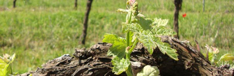 Cata DO Costers del Segre hotel rural priorat