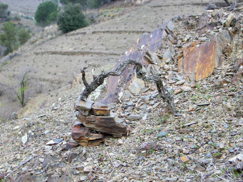 Hotel Hostal Sport - tast de vins DOQ Priorat