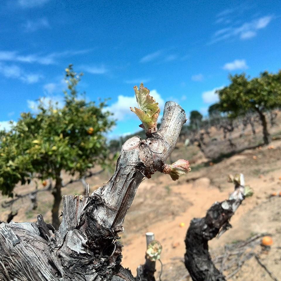 Wine and ham tasting in Priorat region