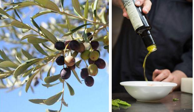 Olive oil tasting Priorat