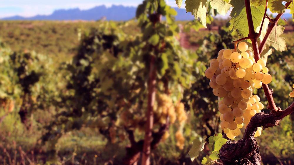 Tast Recaredo al Priorat